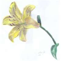 Yellow lily